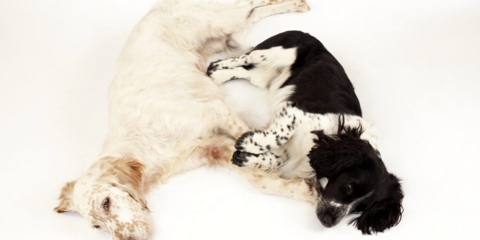 Englisch Setter Hündin und Mischling Rüde, StudioBerlin,D10/2012, Anke Peters