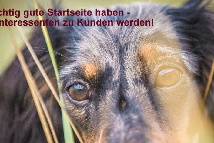 Blog Hundeunternehmer Club