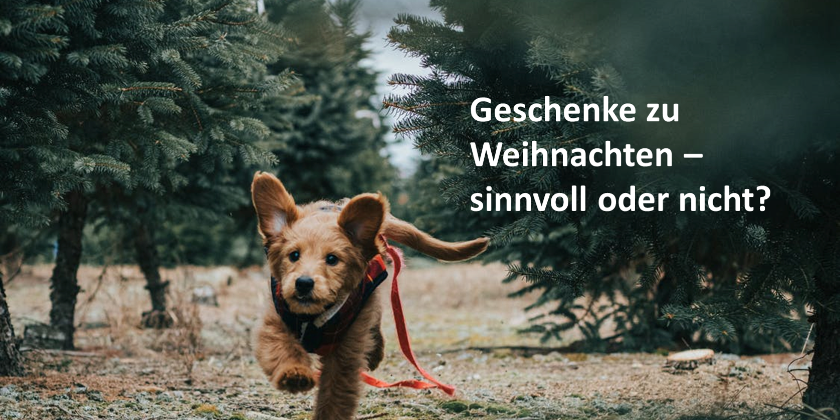 Machen Geschenke Fur Kunden Zu Weihnachten Sinn Hundeunternehmer Club